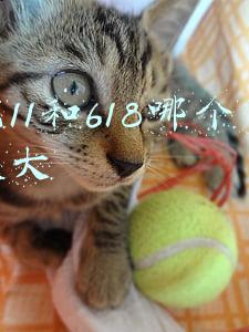 双11和618哪个力度大