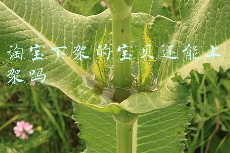 淘宝下架的宝贝还能上架吗