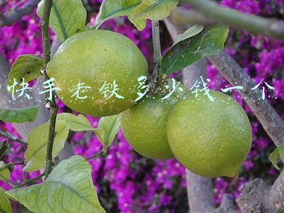快手一万币是多少钱(快手一万播放量可以赚多少钱？一分钟告诉你)