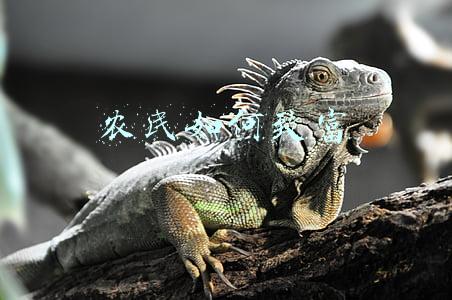 农民如何致富