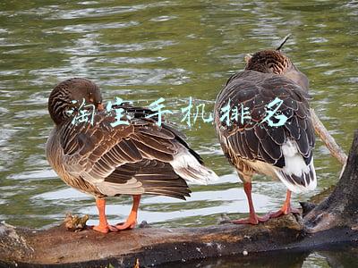 淘宝手机排名