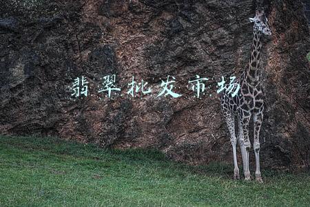 翡翠批发市场 翡翠批发市场