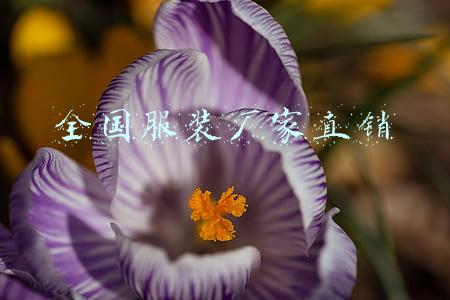 全国服装厂家直销