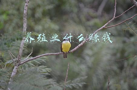 养殖业什么赚钱