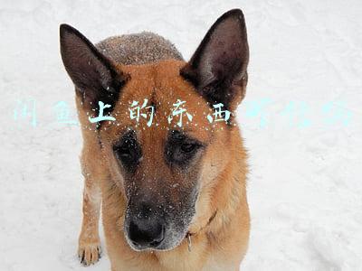 闲鱼上的东西可信吗