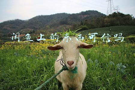 闲鱼上的东西可信吗