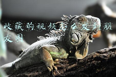 收藏的视频怎么发到朋友圈