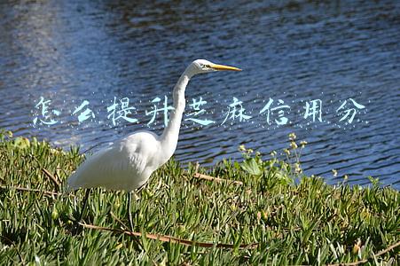 怎么提升芝麻信用分