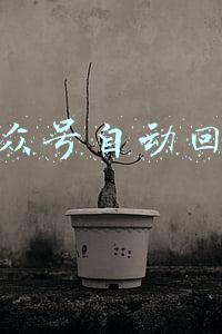 公众号自动回复