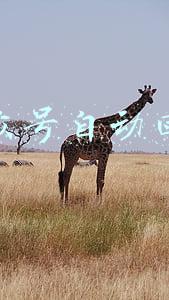公众号自动回复