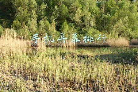 手机屏幕排行