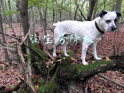 淘宝号降权