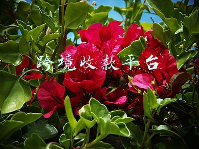 跨境收款平台