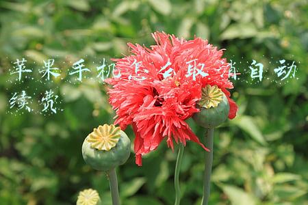 苹果手机怎么取消自动续费