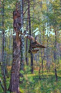 苹果手机怎么取消自动续费