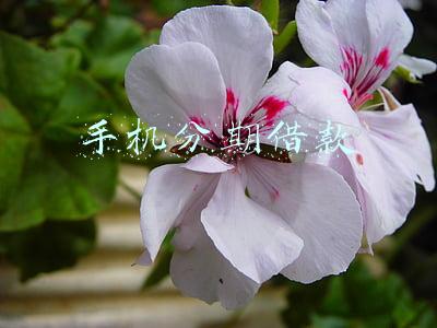 手机借款逾期会怎样(手机贷逾期要判刑吗？)