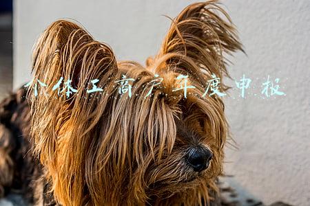 个体工商户年度申报