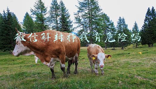 微信解封挣钱有危险吗