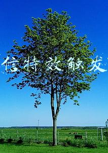 微信特效触发词