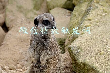 微信特效触发词
