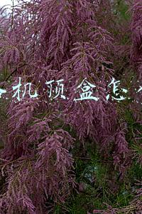 网络机顶盒怎么用
