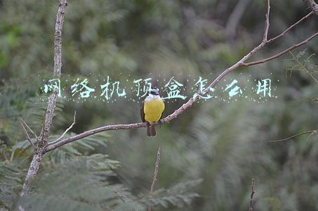 网络机顶盒怎么用