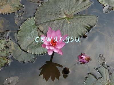 cewangsu