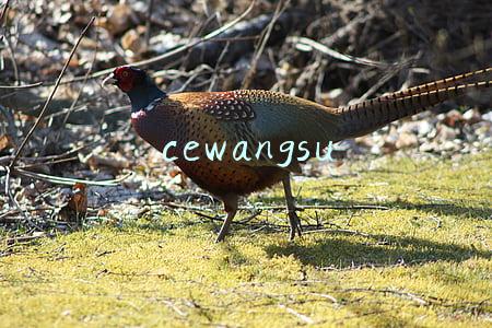 cewangsu