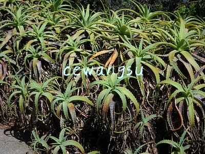 cewangsu