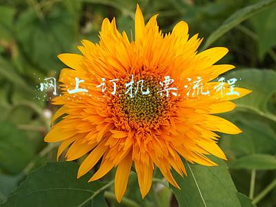 网上订机票流程