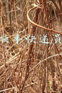 顺丰快递员