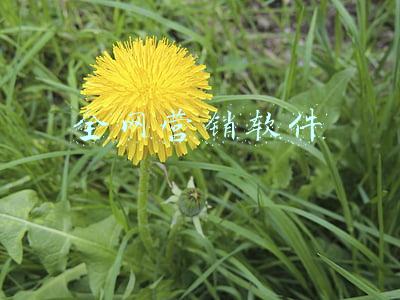 全网营销软件