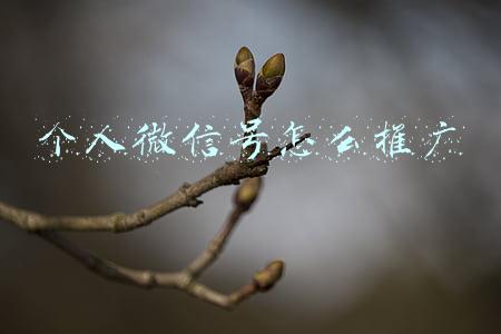 个人微信公众号如何推广(微信公众号如何推广运营)