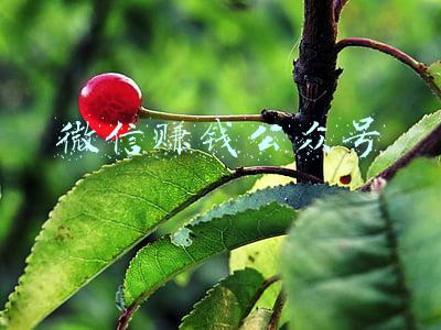 微信赚钱公众号