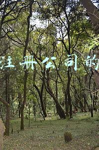 自己注册公司需要什么条件(注册公司需要哪些条件)