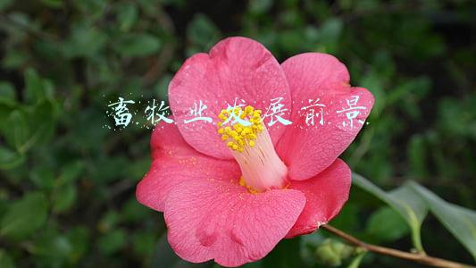 畜牧业发展前景