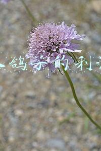 养鸽子的利润