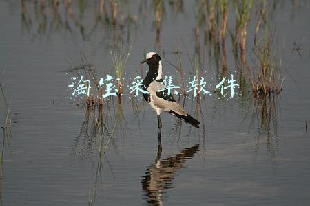 淘宝采集软件