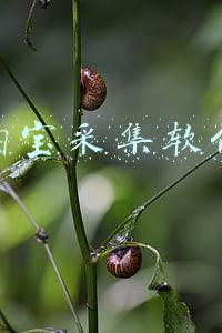 淘宝采集软件