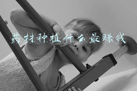 药材种植什么最赚钱