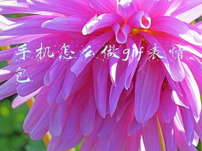 手机怎么做gif表情包