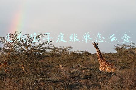 支付宝年度账单怎么查