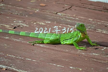 2021年315晚会曝光事件(“土坑”酸菜、女主播背后的秘密…315曝光全名单来了)