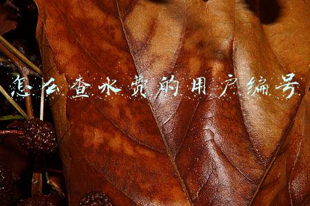 沈阳怎么查水费的用户编号(“e政务”上新功能 | 查水费、打发票一站搞定)