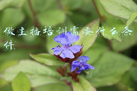 做主播培训需要什么条件