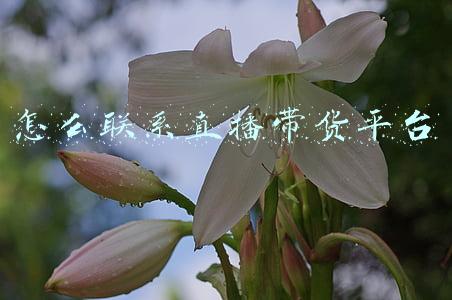 怎么联系直播带货平台