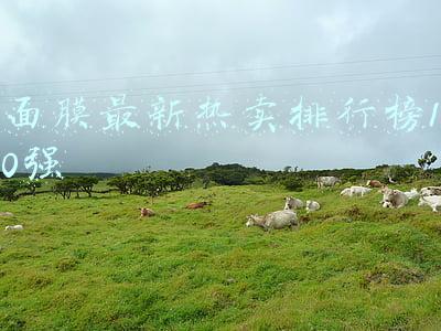 面膜十大排行榜10强(面膜排行榜前十名价格及图片，针对不同年龄选面膜)