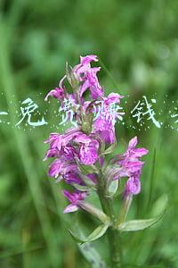 明年免费赚钱买卖