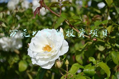 项目投资可以(有哪些风险小的投资项目可以选择？)