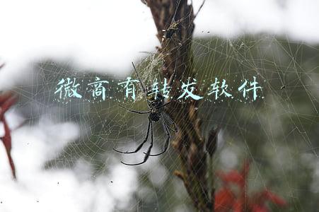 微商有转发软件